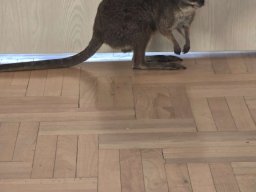 Spotkanie z kangurem